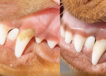 Stinkt je hond uit z’n bek? Zo los je het op!