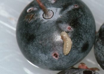 Dit is waarom je blauwe bessen beter even in zout water kunt leggen voordat je ze eet