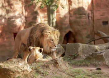 BIZAR! Moeder voert pony van dochter aan leeuwen in dierentuin ‘Ik heb geen spijt’
