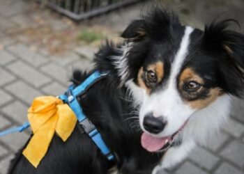 Zie je een geel lintje aan een hondenriem? Dit betekend het!