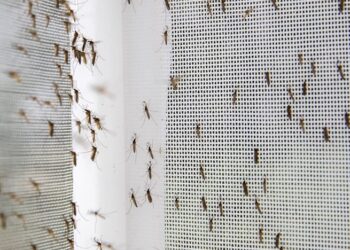 Muggen in je slaapkamer? Zo kom je er op een diervriendelijke manier vanaf