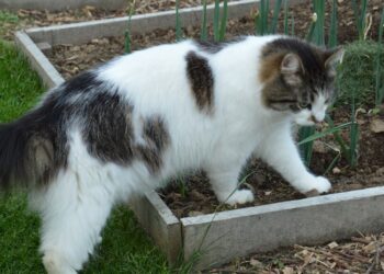 Last van andermans katten in de tuin? Dit kun je eraan doen