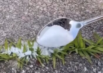 Last van onkruid tussen je tegels? met dit simpele trucje ben je er snel vanaf