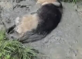 Vrouw schrikt als haar brandschone hondje een duik in de modder neemt