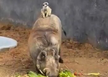 Ongelooflijk maar waar: echte Timon en Pumbaa gespot in dierentuin