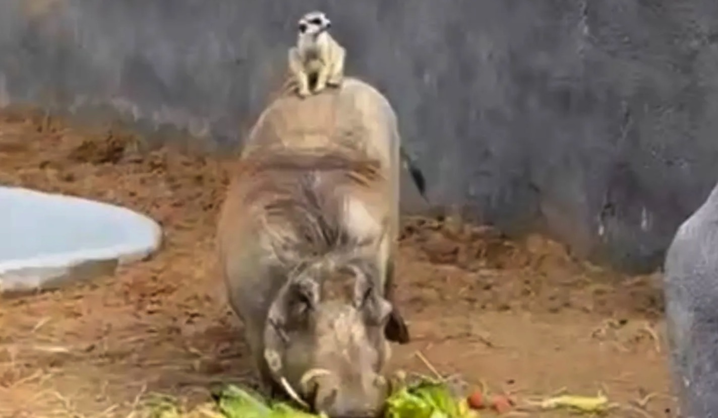 Ongelooflijk maar waar: echte Timon en Pumbaa gespot in dierentuin