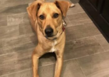 Sneu: arme hond is in 3 jaar tijd acht keer teruggebracht naar het asiel..