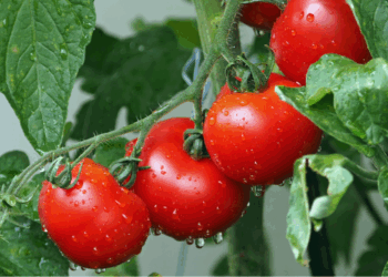 Boer onthult dé geheime tip voor grote en sappige tomaten die bijna niemand kent
