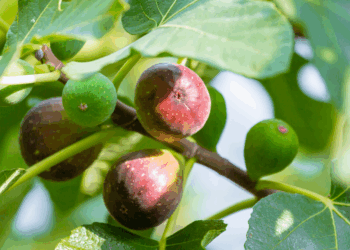 Hovenier onthuld: “Met deze eenvoudige tip hangt je vijgenboom straks vol met rijpe vijgen”