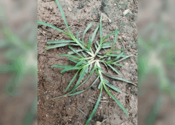 Let goed op: kom je deze plant tegen? Dan moet je dit écht weten!