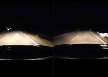 Bizar ongeluk: duif aangereden… maar redt toch een mensenleven (video)