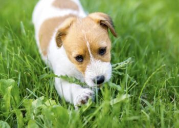 Dit is waarom honden gras eten (en wanneer het gevaarlijk wordt)