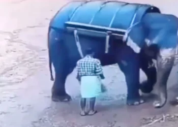 Video: Olifant plet verzorger die hem prikt met een stok