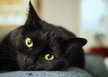 Dit is waarom zwarte katten veel minder geliefd zijn