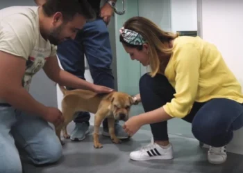 Zwerfhond huilt van blijdschap als ze wordt geadopteerd