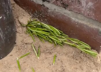 Plaats een takje rozemarijn bij je huis en kijk goed wat er gebeurt..