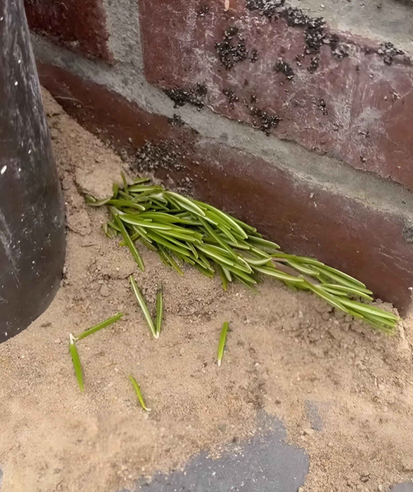 Plaats een takje rozemarijn bij je huis en kijk goed wat er gebeurt..