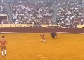 Stier van bijna 700 kilo liet zich niet met zich sollen..