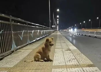 Verwaarloosde pup blijft wekenlang bij viaduct wachten op zijn baasje…