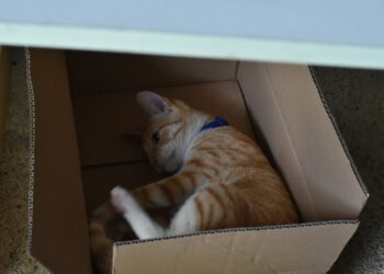 Aha: dit is dus waarom katten zo graag in een kartonnen doos zitten