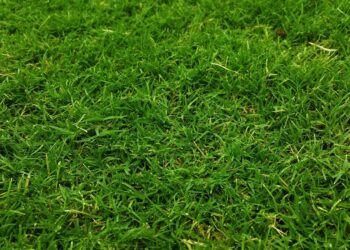 Wil je deze zomer écht groen gras? Begin dan deze maand nog met de volgende klusjes