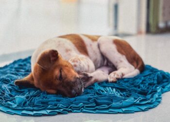 Slaapt jouw hond in de woonkamer? Zo warm moet het zijn…