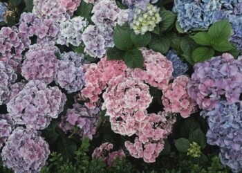 Let op: dit is waarom je juist nu jouw hortensia’s moet snoeien!