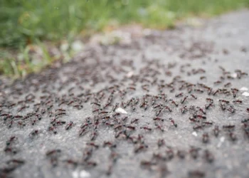 Mieren bestrijden: Oma’s gouden tips voor een mierenvrij huis en tuin